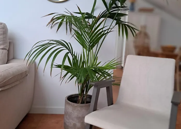 Patios. Apartamento Plasencia